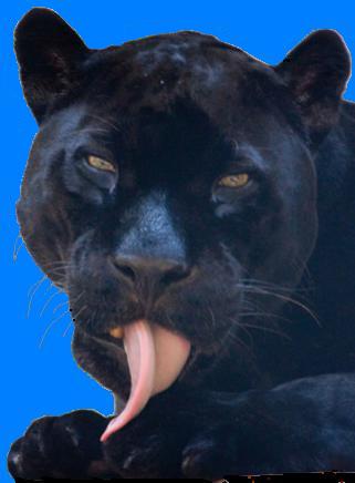 Black-Phase Panther